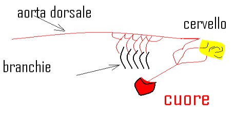 Schema circolatorio